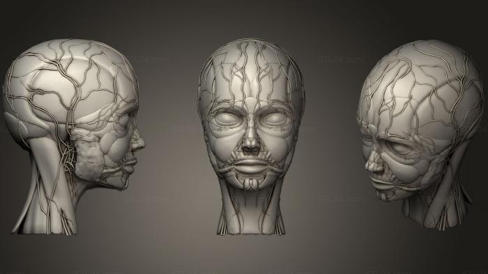 Анатомия скелеты и черепа (Анатомия человеческого лица, ANTM_0692) 3D модель для ЧПУ станка